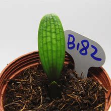 【长春君子兰油匠】最新最全长春君子兰油匠搭