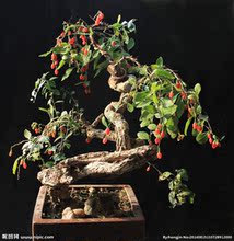 【枸杞子盆景】_绿植园艺价格_最新最全绿植