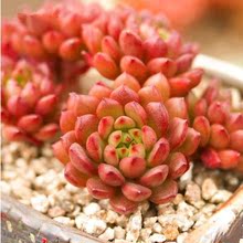 【红宝石多肉植物 老桩】最新最全红宝石多肉植物 老桩搭配优惠_一淘网