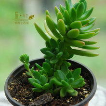 【多肉植物春萌老桩】最新最全多肉植物春萌老桩搭配优惠_一淘网