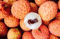 litchi0515-斤装125元 发顺丰航空新鲜荔枝超甜