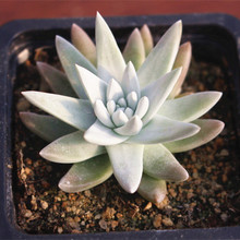 【多肉植物仙女杯白菊】最新最全多肉植物仙女杯白菊搭配优惠_一淘网