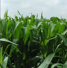 【墨西哥玉米草优12】最新最全墨西哥玉米草