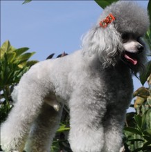 【泰迪狗品种】最新最全泰迪狗品种 产品参考