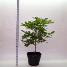 【神秘果树苗】最新最全神秘果树苗返利优惠