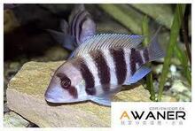 【三湖慈鲷鱼坦鲷】最新最全三湖慈鲷鱼坦鲷