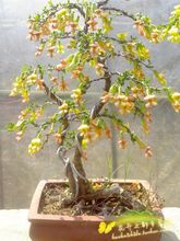 【黄金万两花】最新最全黄金万两花 产品参考信息_一淘搜索