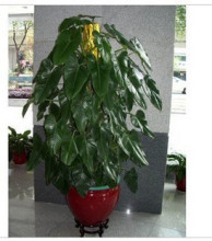 【蓬莱蕉】最新最全蓬莱蕉 产品参考信息_一淘搜索