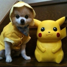 【日本俊介狗】最新最全日本俊介狗 产品参考