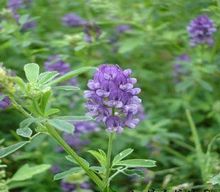 【紫花苜宿草】最新最全紫花苜宿草 产品参考信息_一淘搜索