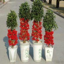 【黄金万两花】最新最全黄金万两花 产品参考信息_一淘搜索