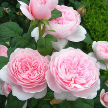 【自由精神月季】最新最全自由精神月季返利优