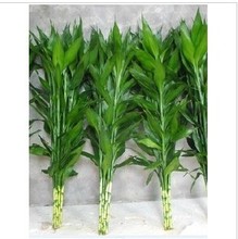 【荷花竹水培】最新最全荷花竹水培 产品参考