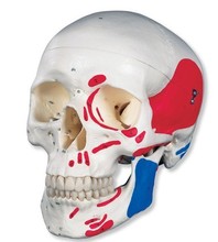 【人体头颅骨模型】最新最全人体头颅骨模型 
