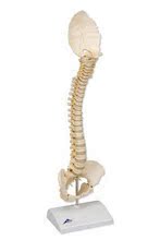 【人体脊柱骨骼模型】最新最全人体脊柱骨骼模