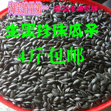 【黑珍珠小瓜子】_零食价格_最新最全零食返利优惠_一淘网