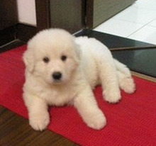 【赛级大白熊】最新最全赛级大白熊 产品参考