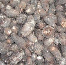 【芋子】最新最全芋子 产品参考信息