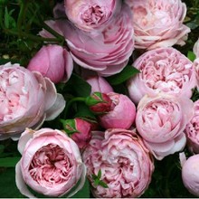 【自由精神月季】最新最全自由精神月季返利优惠_一淘网