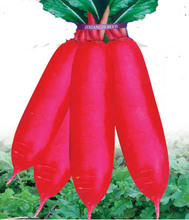 【红皮萝卜】最新最全红皮萝卜 产品参考信息