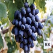 【新品种果树苗】最新最全新品种果树苗 产品