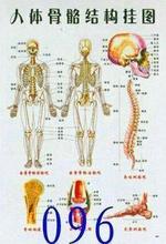 【人体骨骼结构图】最新最全人体骨骼结构图 