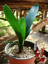 【君子兰油匠苗精品】最新最全君子兰油匠苗精