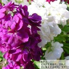 【紫罗兰花种】最新最全紫罗兰花种 产品参考