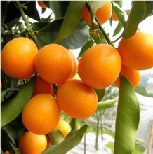 【金桔子】最新最全金桔子返利优惠