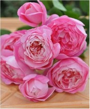 【梦的光环 月季】_绿植园艺价格_最新最全绿