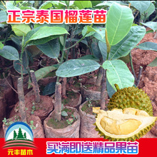 【榴莲蜜 树苗】最新最全榴莲蜜 树苗搭配优惠