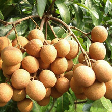 【海南龙眼】最新最全海南龙眼返利优惠