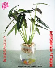 【<em>小仙女</em>植物】_<em>绿植</em>园艺价格_最新最全<em>绿植</em>