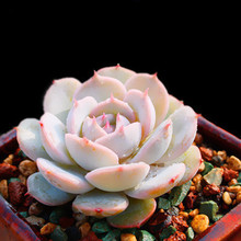 【雪域 多肉】最新最全雪域 多肉搭配优惠_一淘网