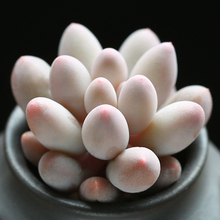 【多肉植物婴儿手指】_绿植园艺价格_最新最全绿植园艺搭配优惠_一淘网