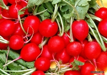 【红萝卜籽】_绿植园艺价格_最新最全绿植园