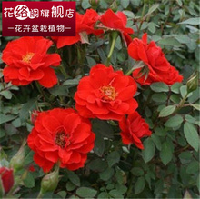 【<em>小仙女</em>植物】_<em>绿植</em>园艺价格_最新最全<em>绿植</em>