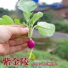 【水果萝卜种子】_绿植园艺价格_最新最全绿