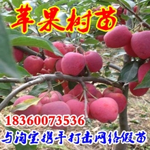 【盆栽苹果树 红富士】最新最全盆栽苹果树 红