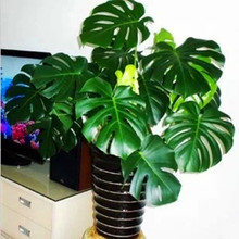 【蓬莱蕉】最新最全蓬莱蕉返利优惠_一淘网