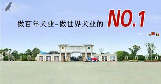 广州哪里有卖小鹿犬的地方 广州买小鹿犬多少钱一只
