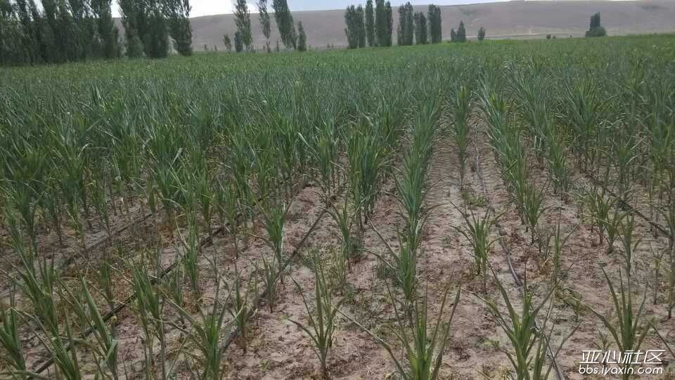 灌溉工具-农用灌溉水带 喷灌水管\/塑料软管 水