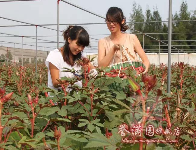 【促销蔬菜种子 补肾菜种子 黄秋葵 红秋葵种子