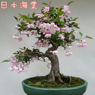 亏本日本海棠苗 长期开花室内盆栽海棠花苗 盆景花卉植物 包成活