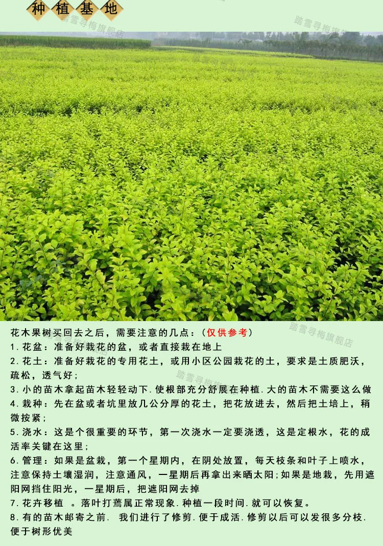 盆栽花卉室内植物 金银花苗木 芳香透达叶和花都可泡茶