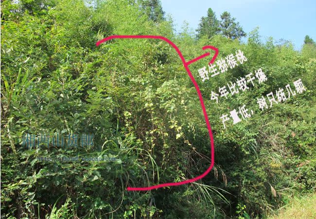 【白兰地猕猴桃酒】天然山里自做野生猕猴桃制