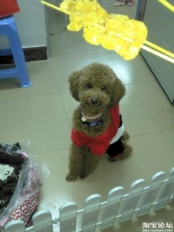 纯图片记录我家标<em>贵美女</em>滴成长美图~-狗狗论坛