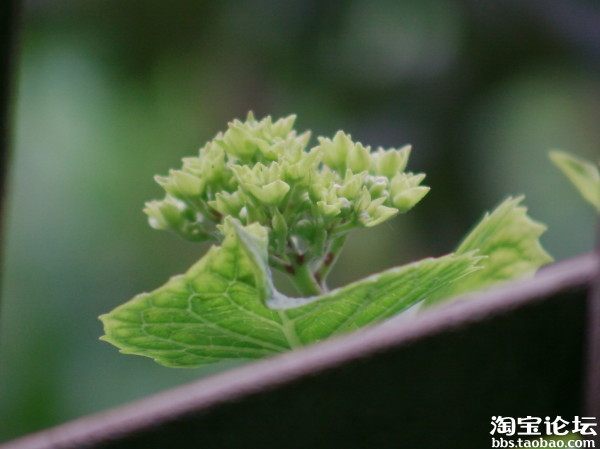 晒图片啦!我的小阳台-园艺论坛