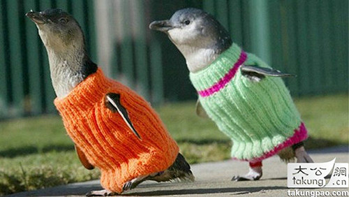 95岁<em>老太</em>为千余只企鹅<em>穿</em>上<em>毛衣</em> - 天天正能量