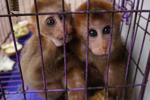 云南现盗卖食用野生动物集市 猕猴被宰杀兜售